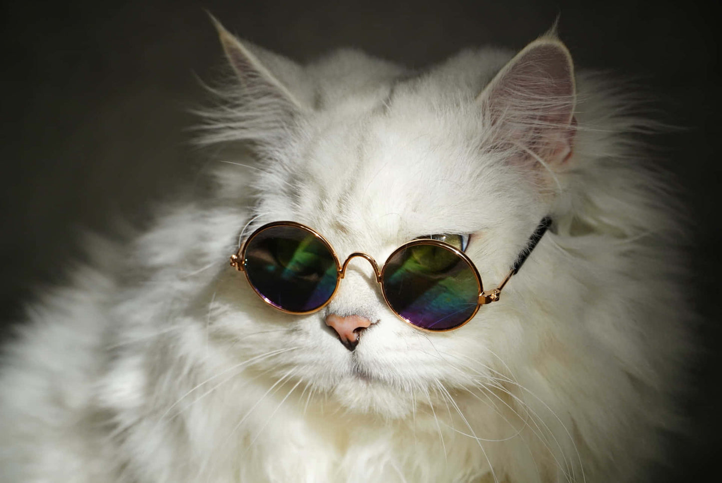 Cat/Dog Sunglasses