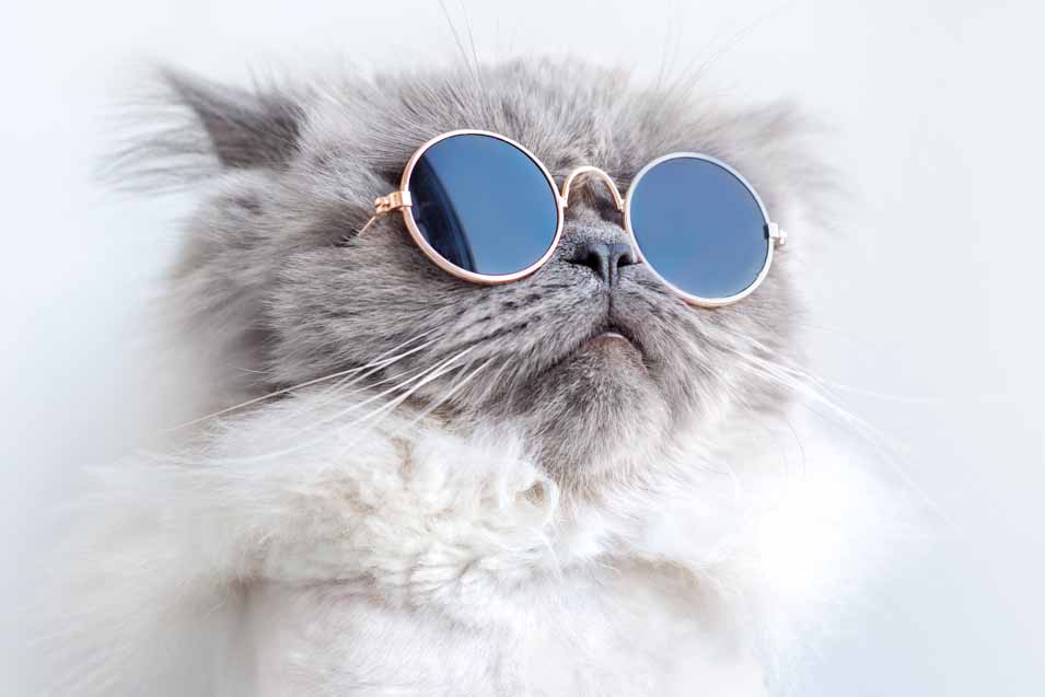 Cat/Dog Sunglasses
