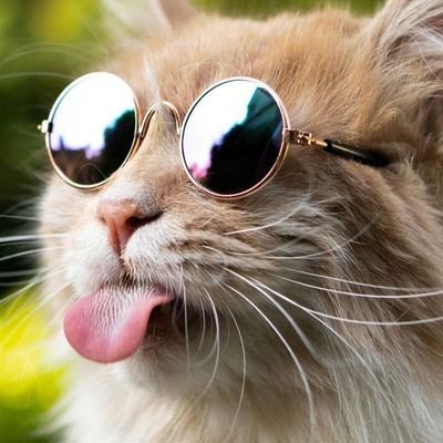 Cat/Dog Sunglasses